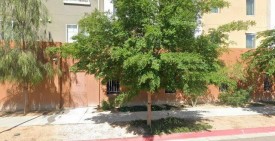 section 8 rental