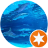 $review_author_name