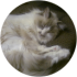 White Fluffy
