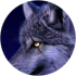 $review_author_name