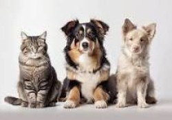 Section 8 For Rent in Nevada